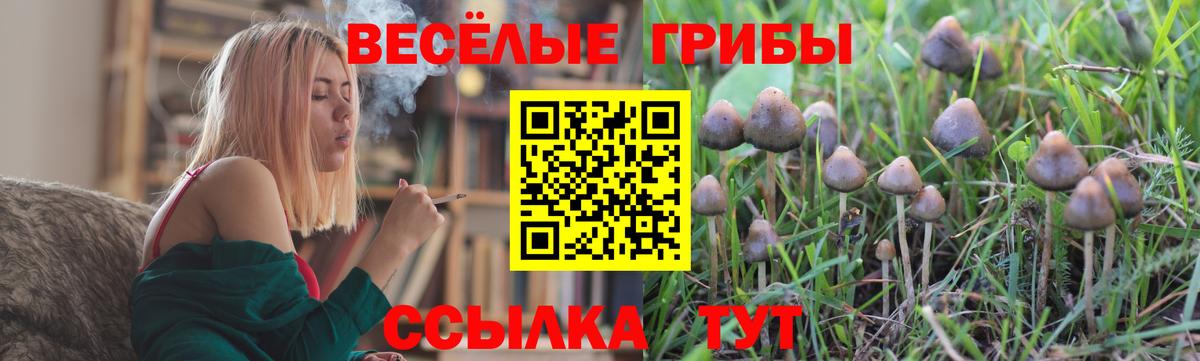 Куйбышев  Галлюциногенные грибы Psilocybe  Вход с VPN  Галлюциногенные грибы мухоморы 